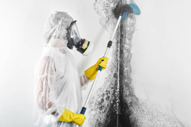Best Dehumidification Services  in , WV