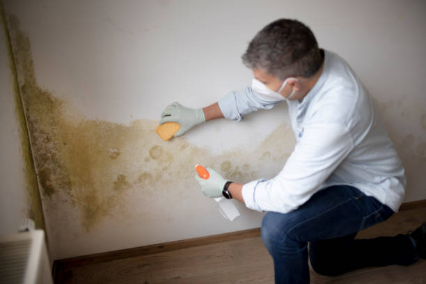  , WV Mold Removal Pros